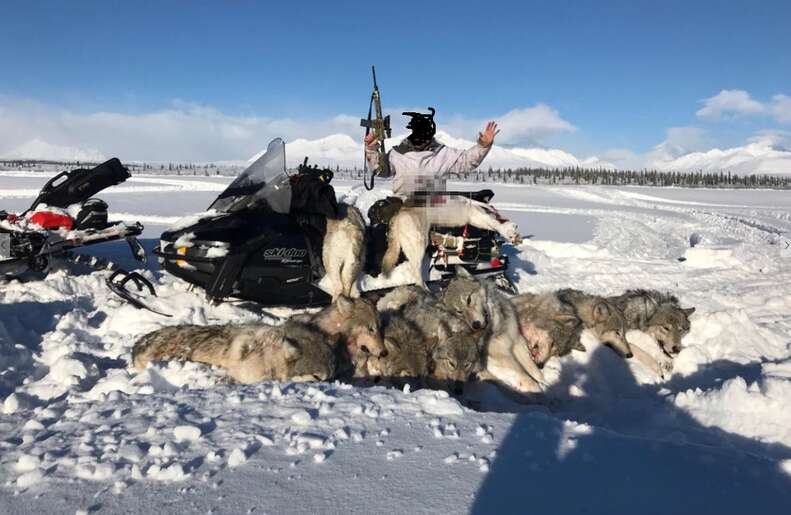 Wolf family killed by hunter on snowmobile near Denali National Park