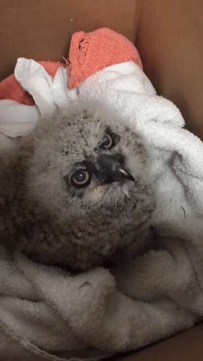 Cop Rescues A Very Sad Baby Owl Who Fell From His Nest - The Dodo