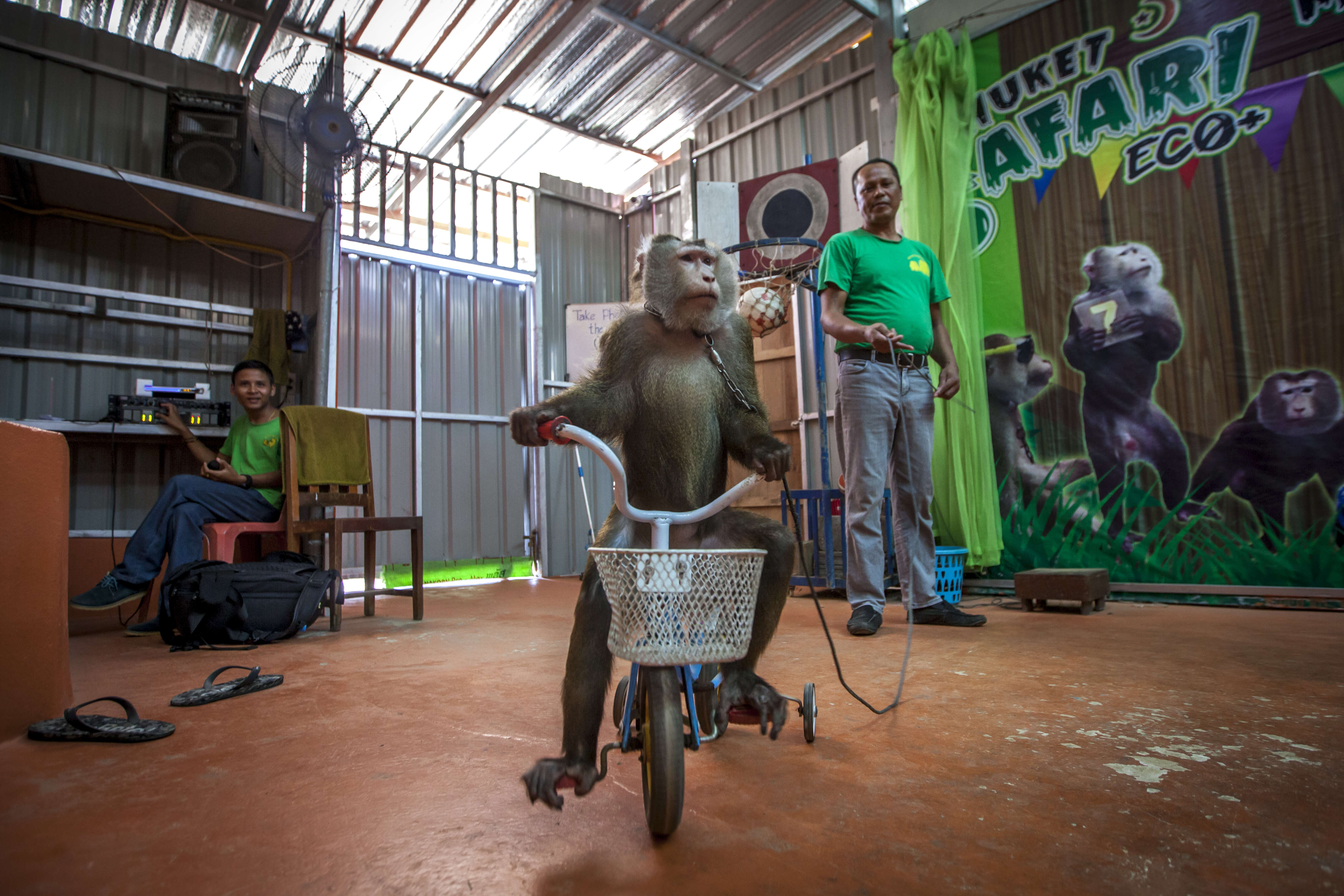 Macaque monkey forced to ride bike at Thailand safari park