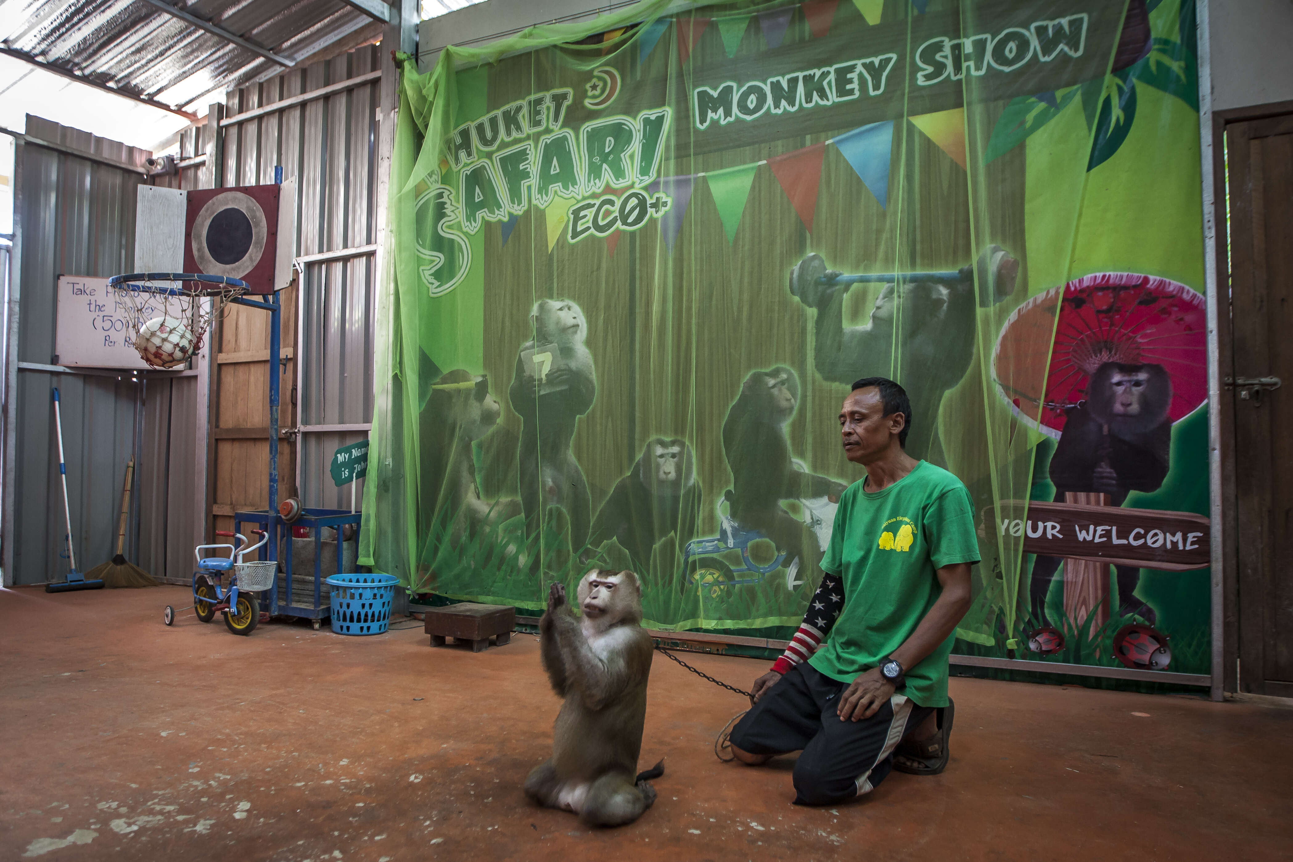 Macaque monkey performing at Thailand park