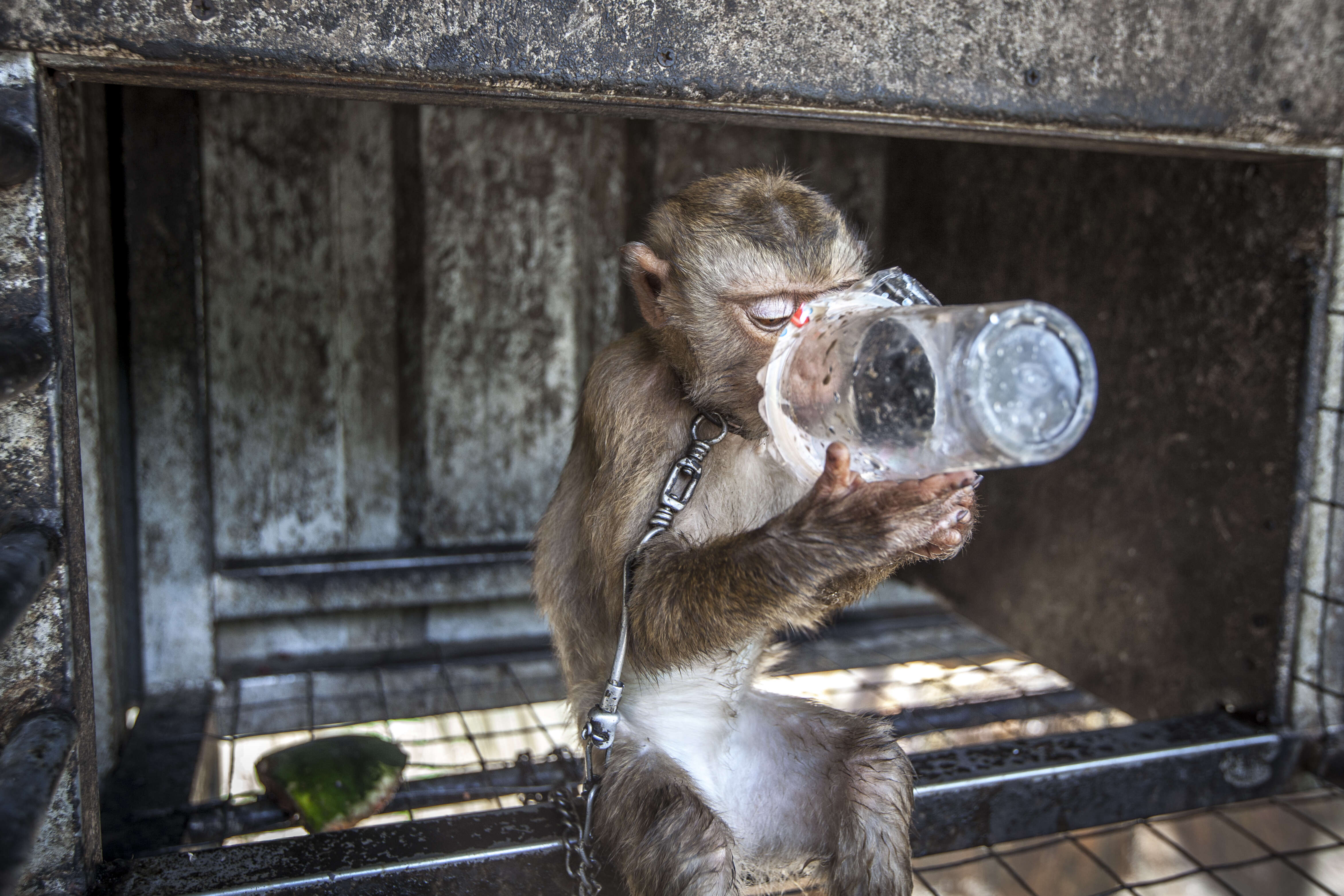 Baby macaque drinking out of plastic cup