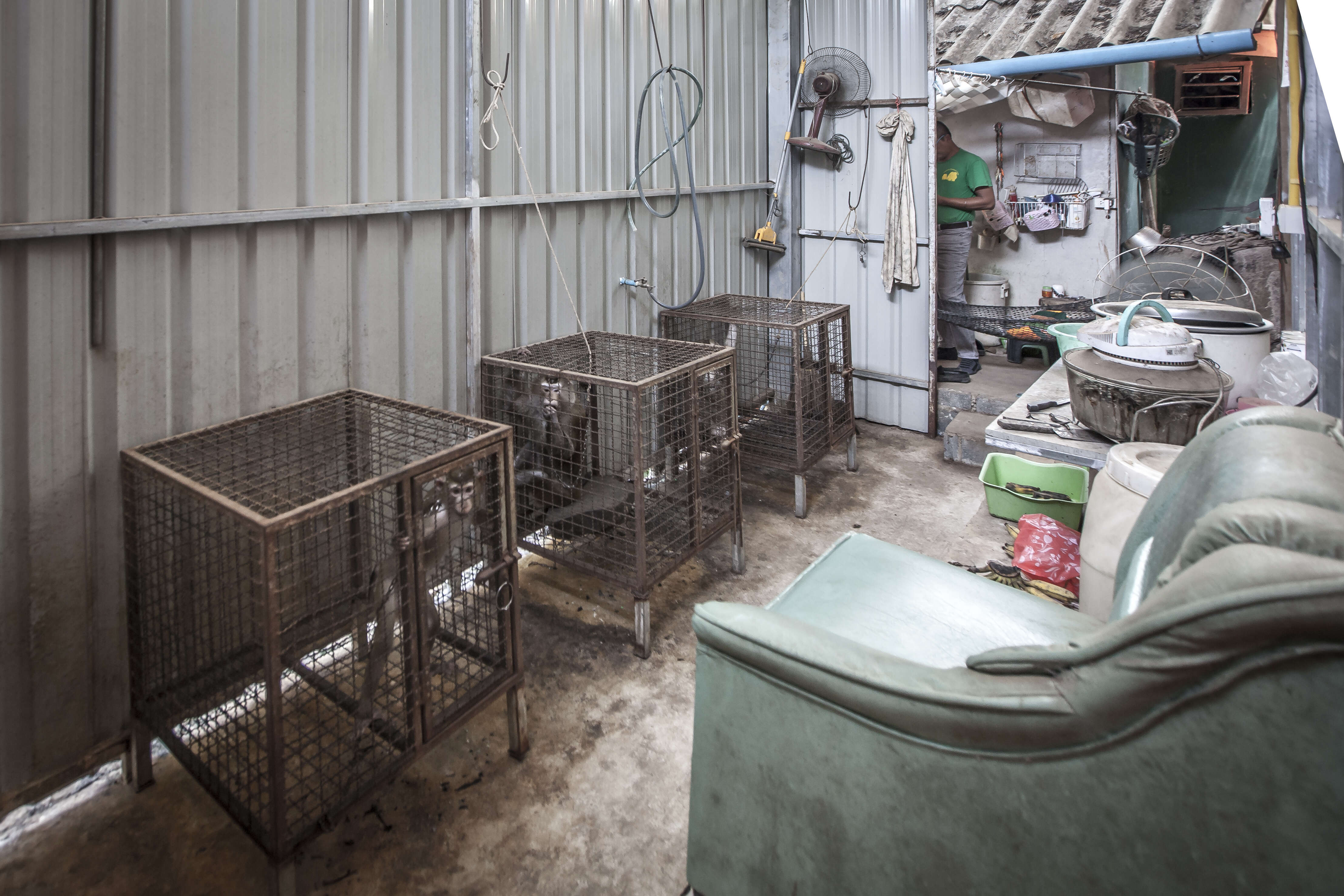 Macaque monkeys locked up in cages