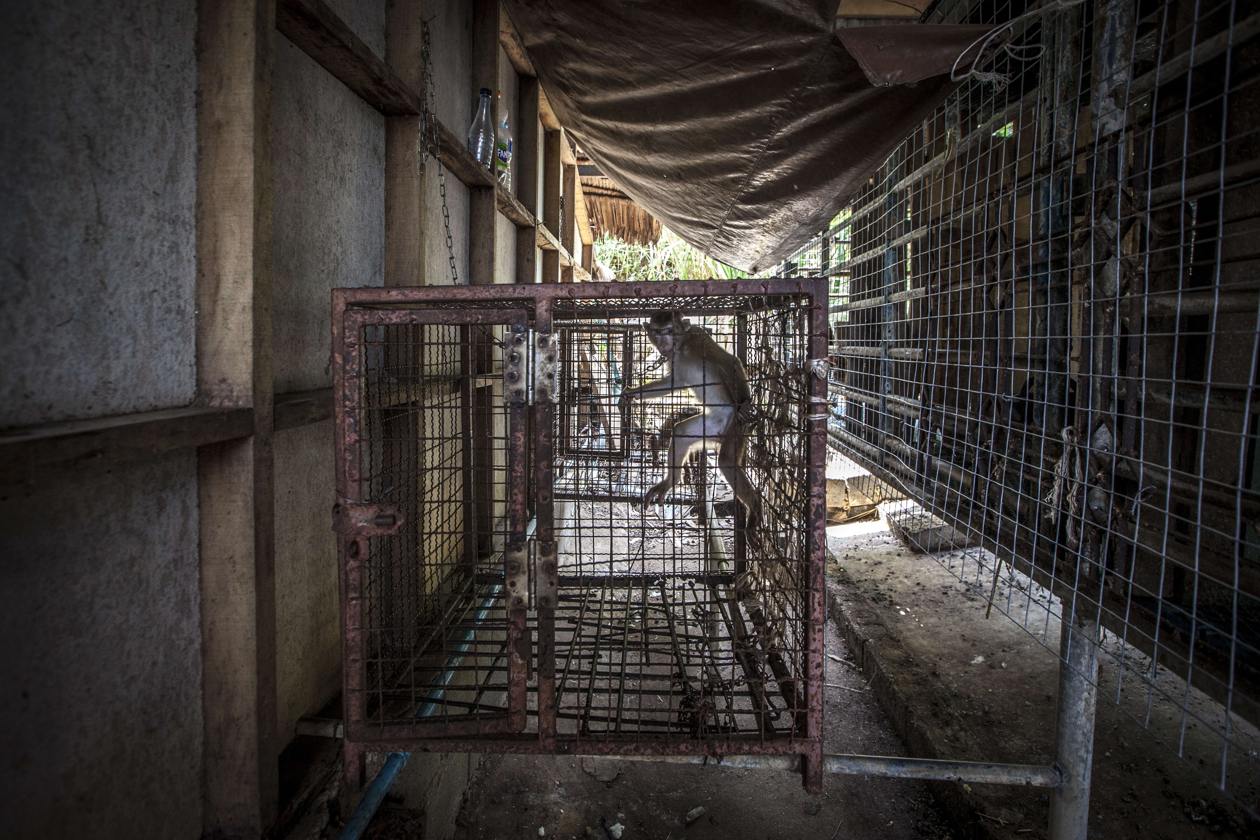 Macaque monkeys stuck inside small cages