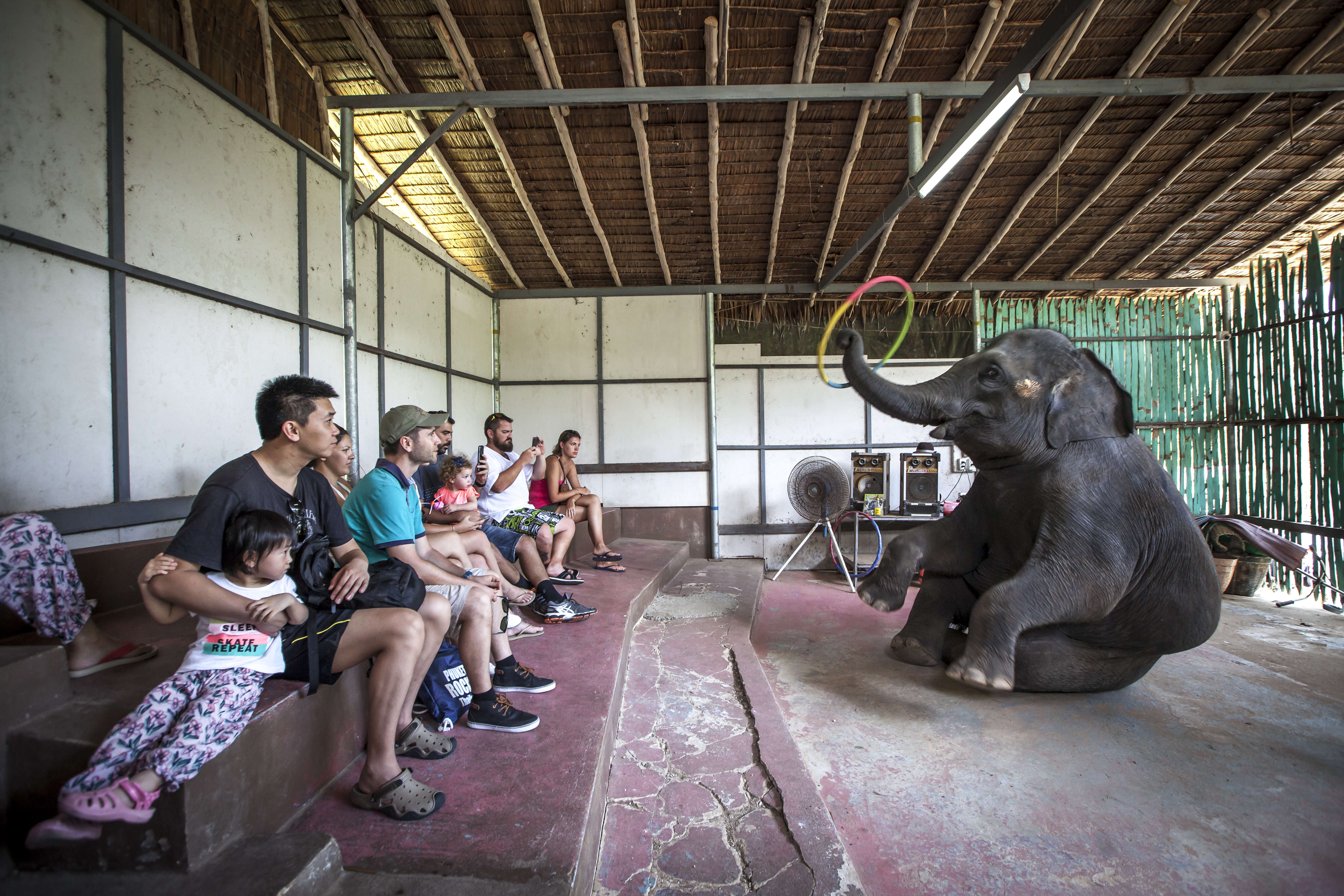 Young elephant performing at Thailand safari park