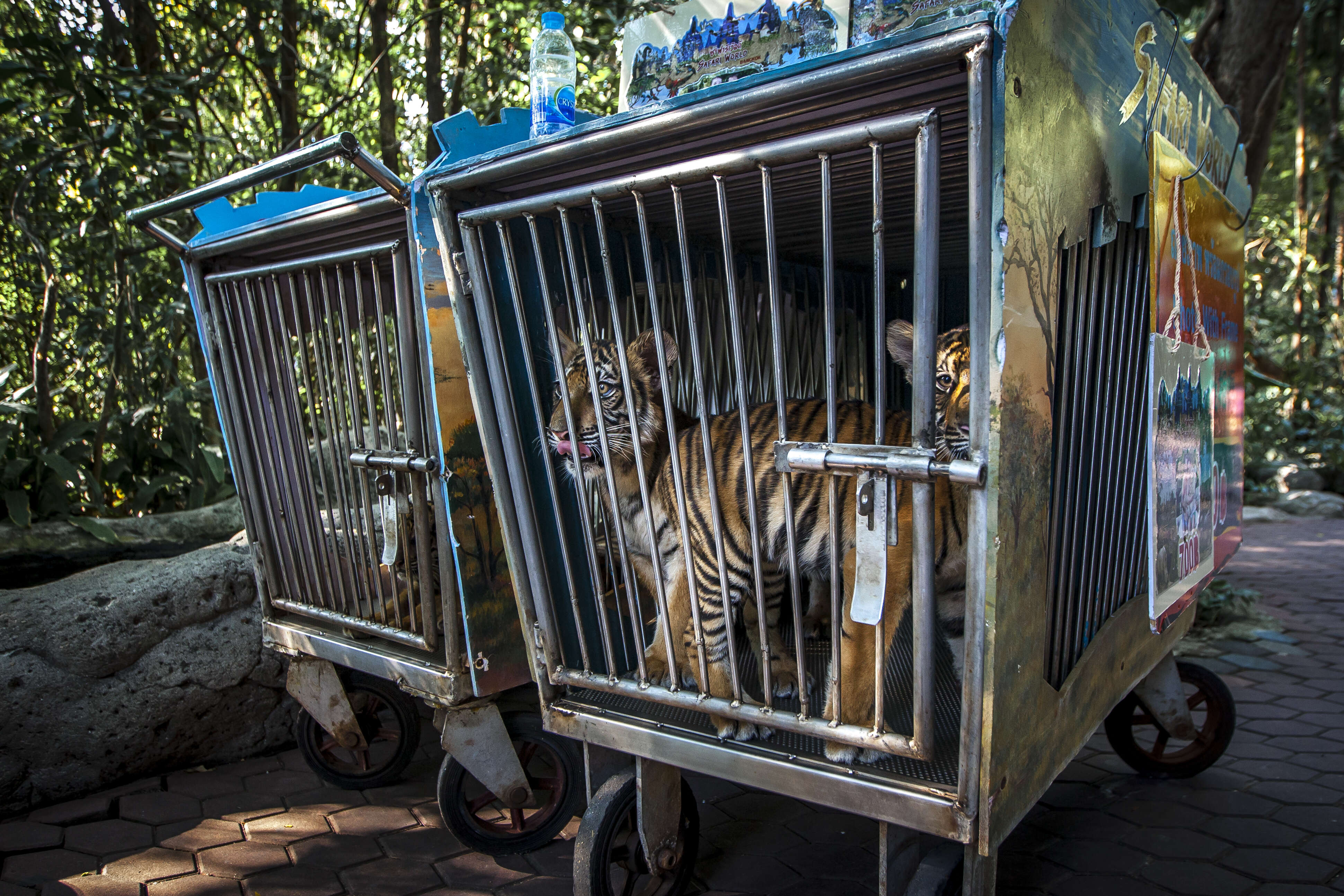 Tiger cubs kept inside tiny cages