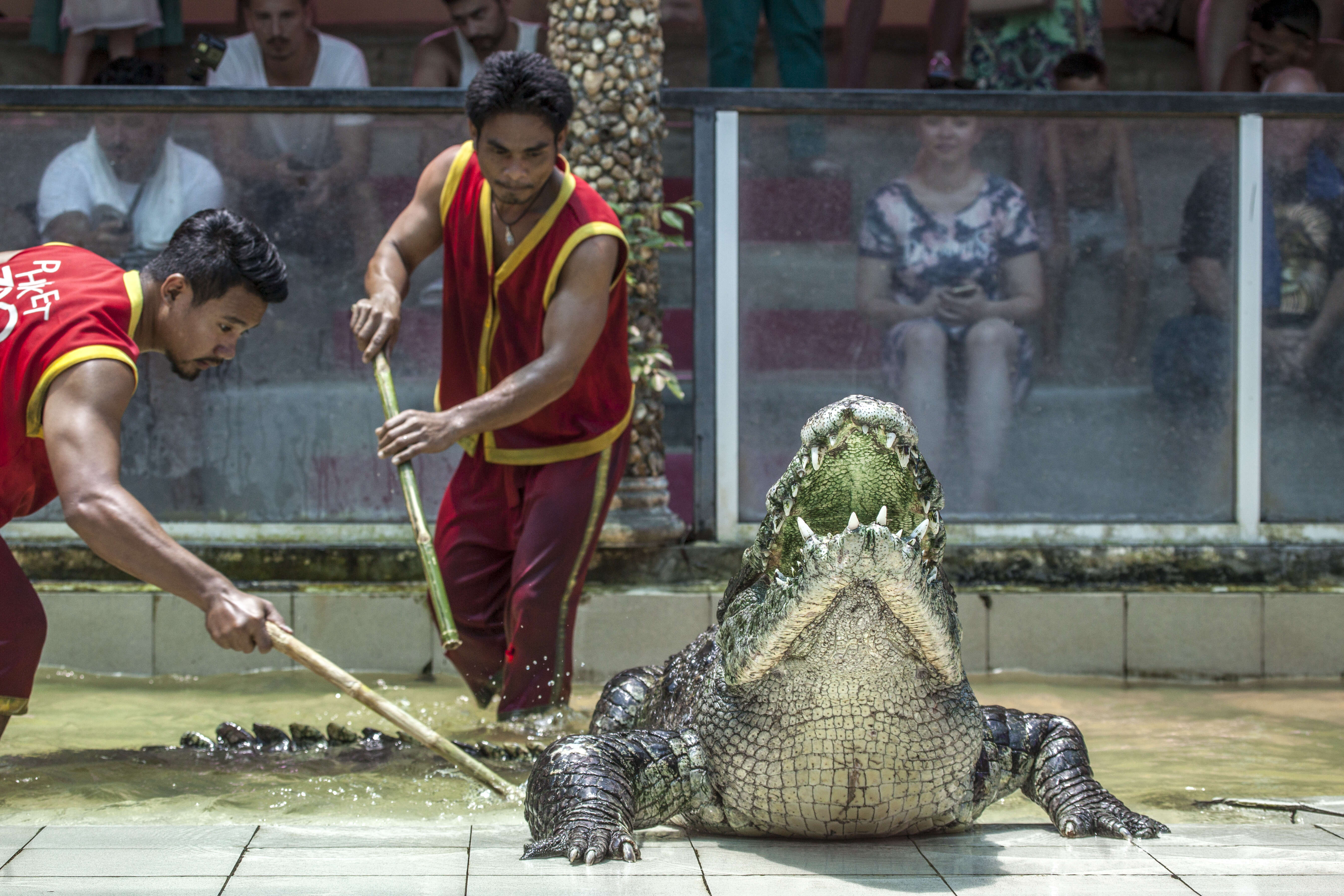 People stabbing crocodile at Thailand park
