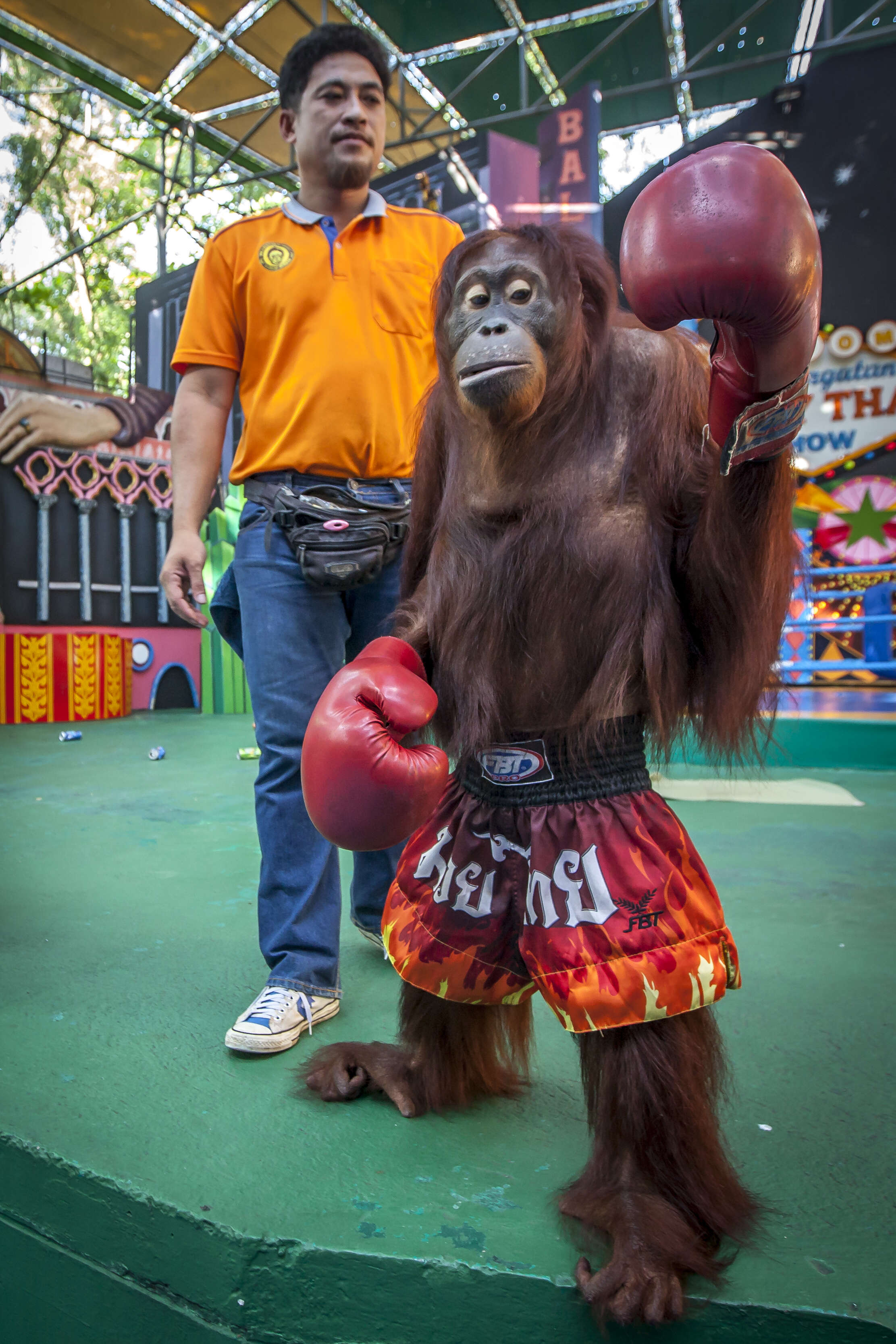 Orangutan forced to box