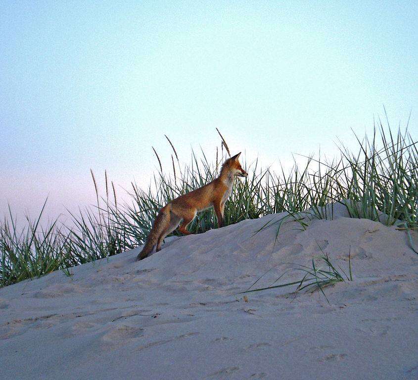red fox brigantine beach