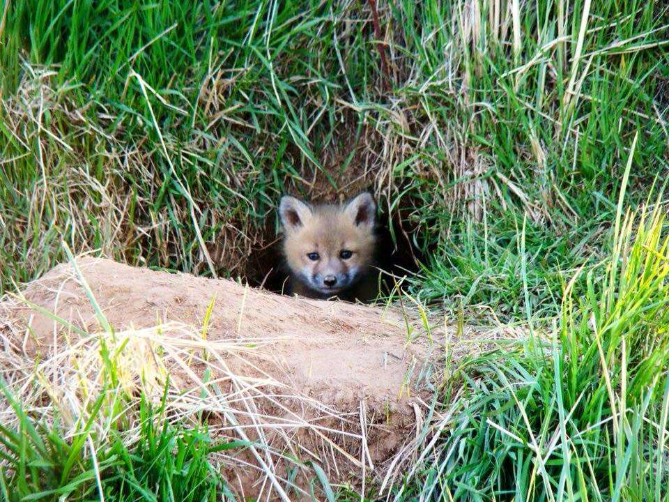 baby fox brigantine