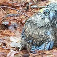 Baby Owl Stranded On Ground Had Lost Hope Of Ever Being Saved