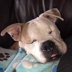 American bulldog snoozing