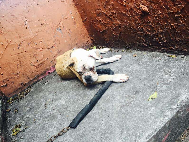 Dog abandoned on landing of house
