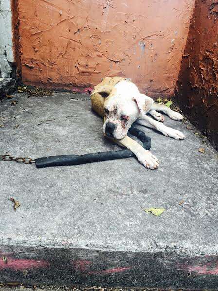 Abandoned dog chained up on landing