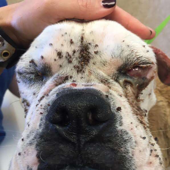 Dog's face covered with ticks