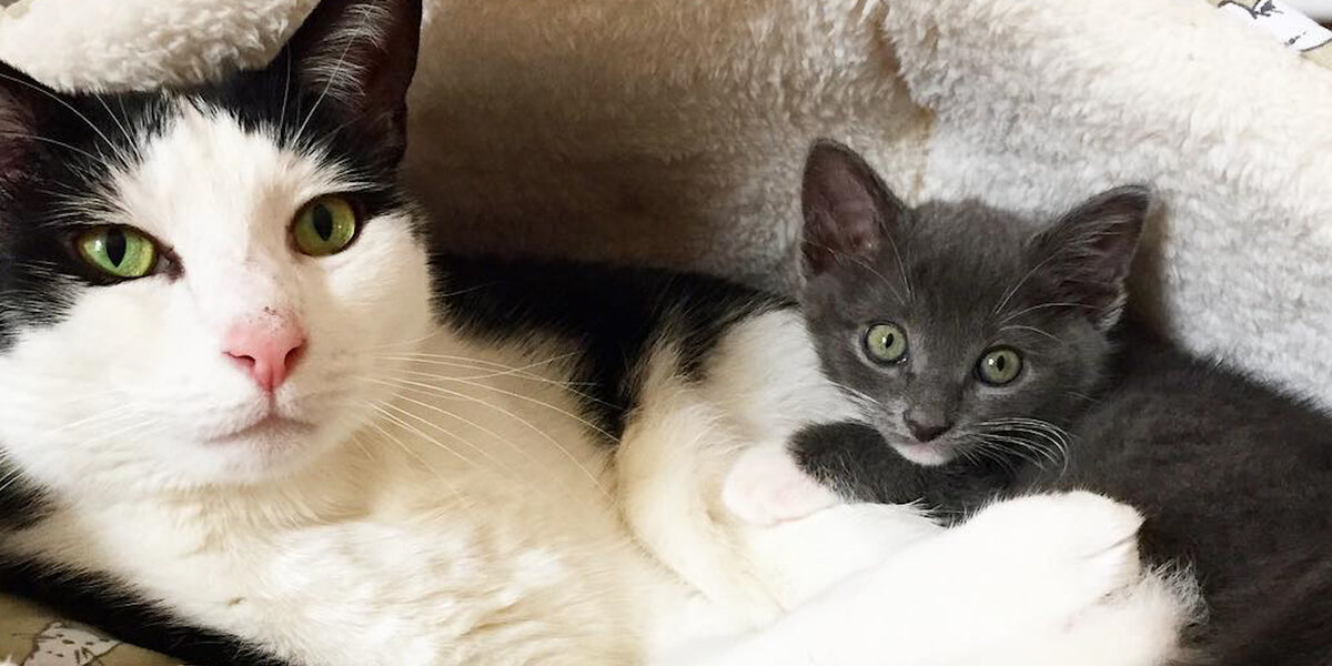 Cat Is The Best Foster Brother To Tiny Kittens - Videos - The Dodo