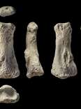 Discovery of Finger Fossil in Saudi Arabia Revises Story of Early Human Migrations