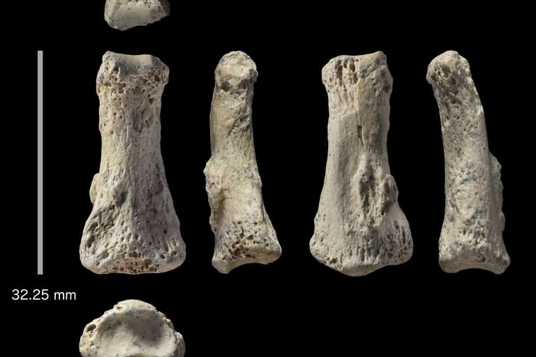 discovery of finger fossil in saudi arabia revise