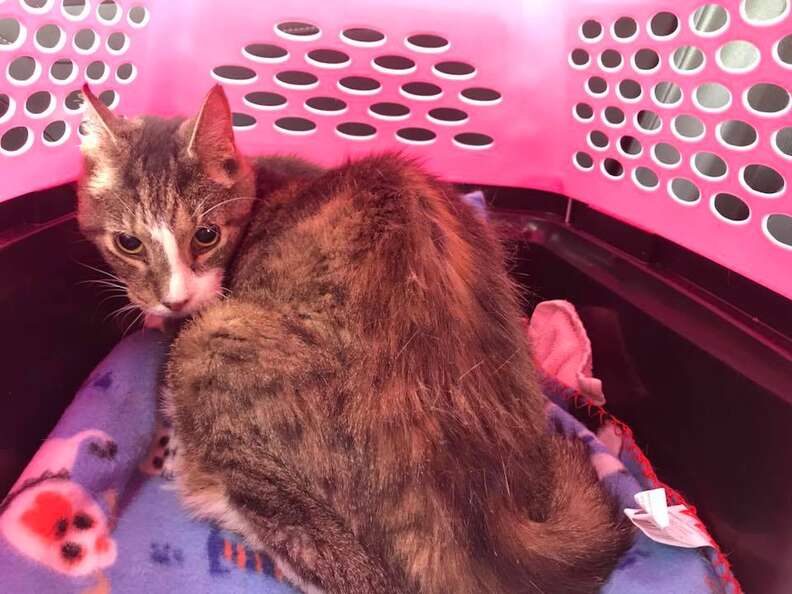 26 year old cat