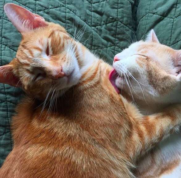 Bonded cat brothers adopted by person with allergies