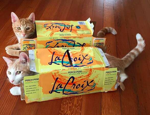 Rescue cat brothers in LaCroix boxes