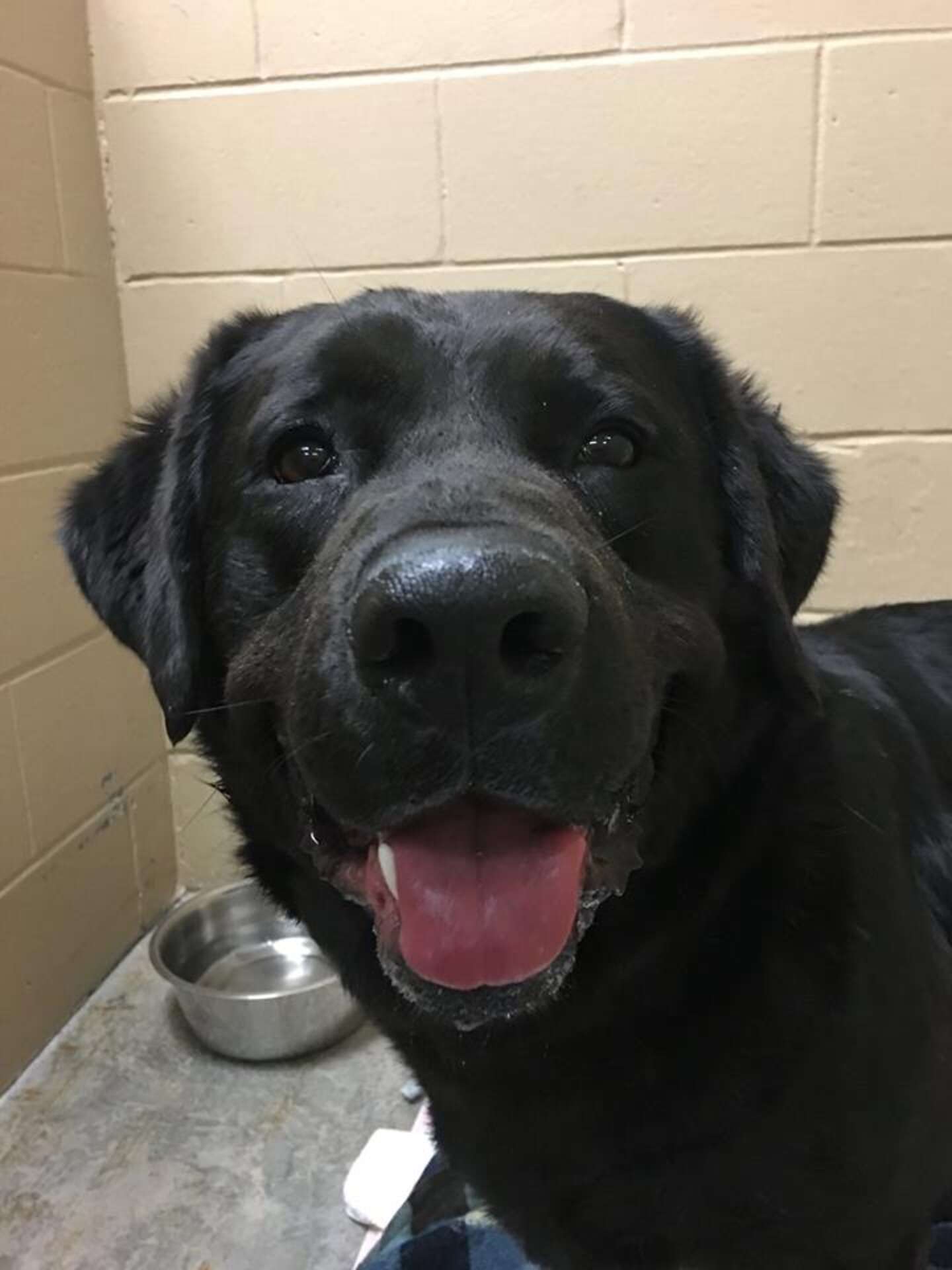 Lost Lab Dogs Lost Labrador Survived In Woods For Over A Year - The Dodo