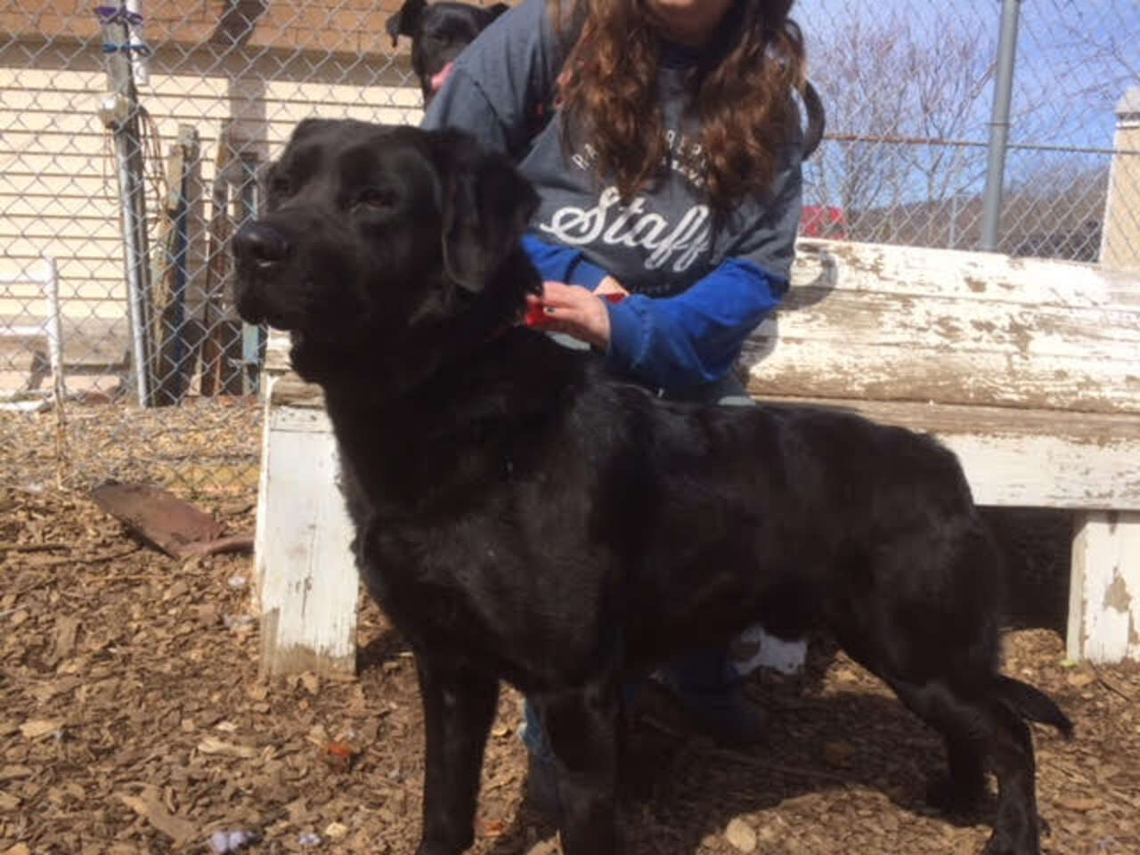 Lost Lab Dogs Lost Labrador Survived In Woods For Over A Year - The Dodo