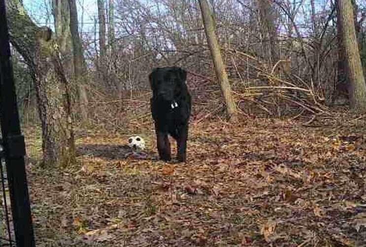 lost dog black lab new york