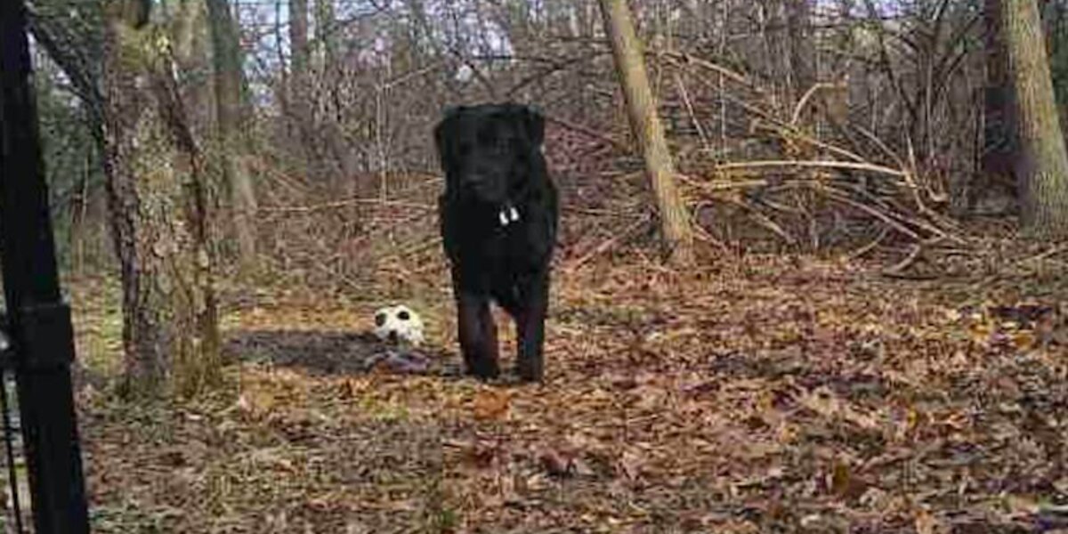 Lost Lab Dogs Lost Labrador Survived In Woods For Over A Year - The Dodo