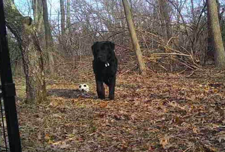 are labradors becoming more skittish