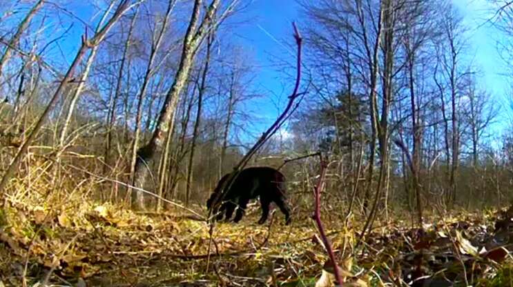 black lab lost woods new york