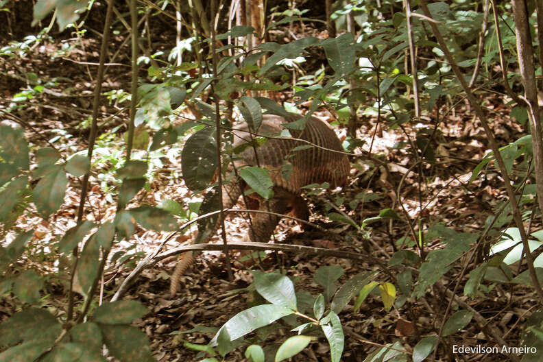 Rarely-Seen Giant Armadillo Rescued And Returned To The Wild - The Dodo