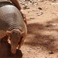 World's Largest Armadillo Makes A Rare Appearance