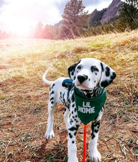 puppy with a heart shaped nose