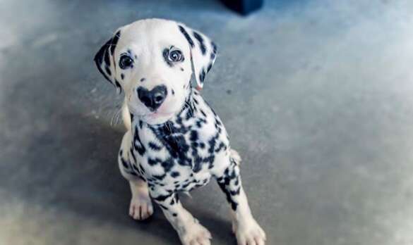 puppy with a heart shaped nose