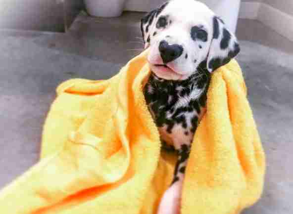 puppy with a heart shaped nose