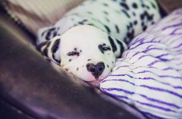 puppy with a heart shaped nose