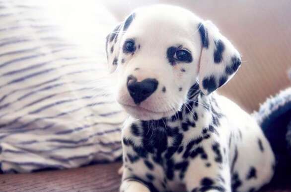 puppy with a heart shaped nose