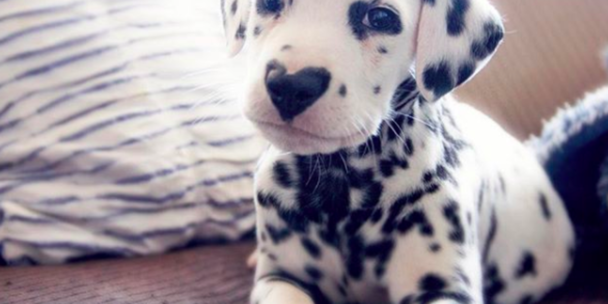 This Puppy Has A Heart Shaped Nose And It S Perfect The Dodo