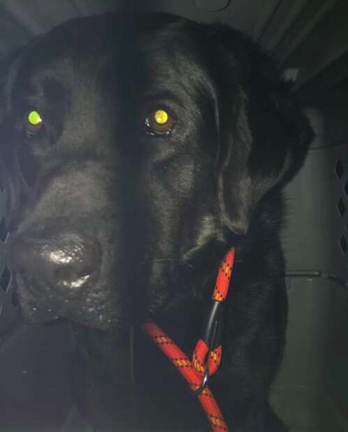 lost dog black lab new york