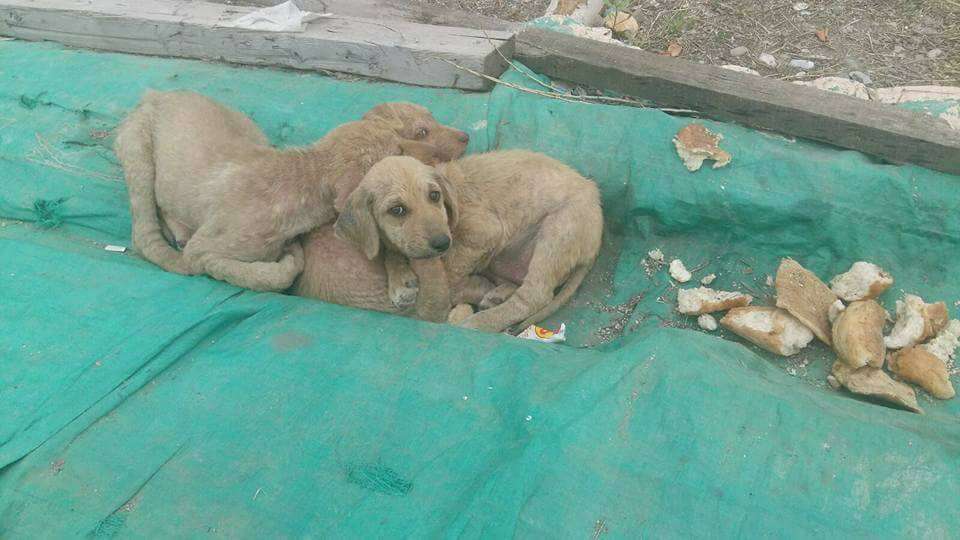 Puppies huddled together on median strip