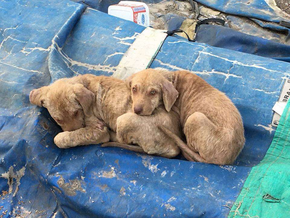 Puppies huddled together on median strip in Turkey