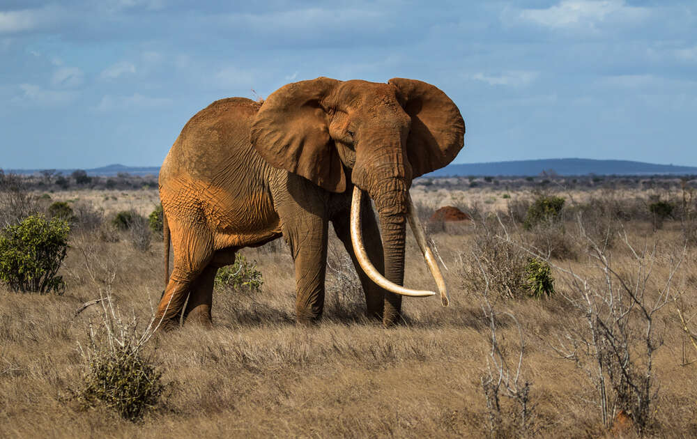 Wild 'Big Tusker' Elephant Shot Dead By Trophy Hunter In Zimbabwe - The ...