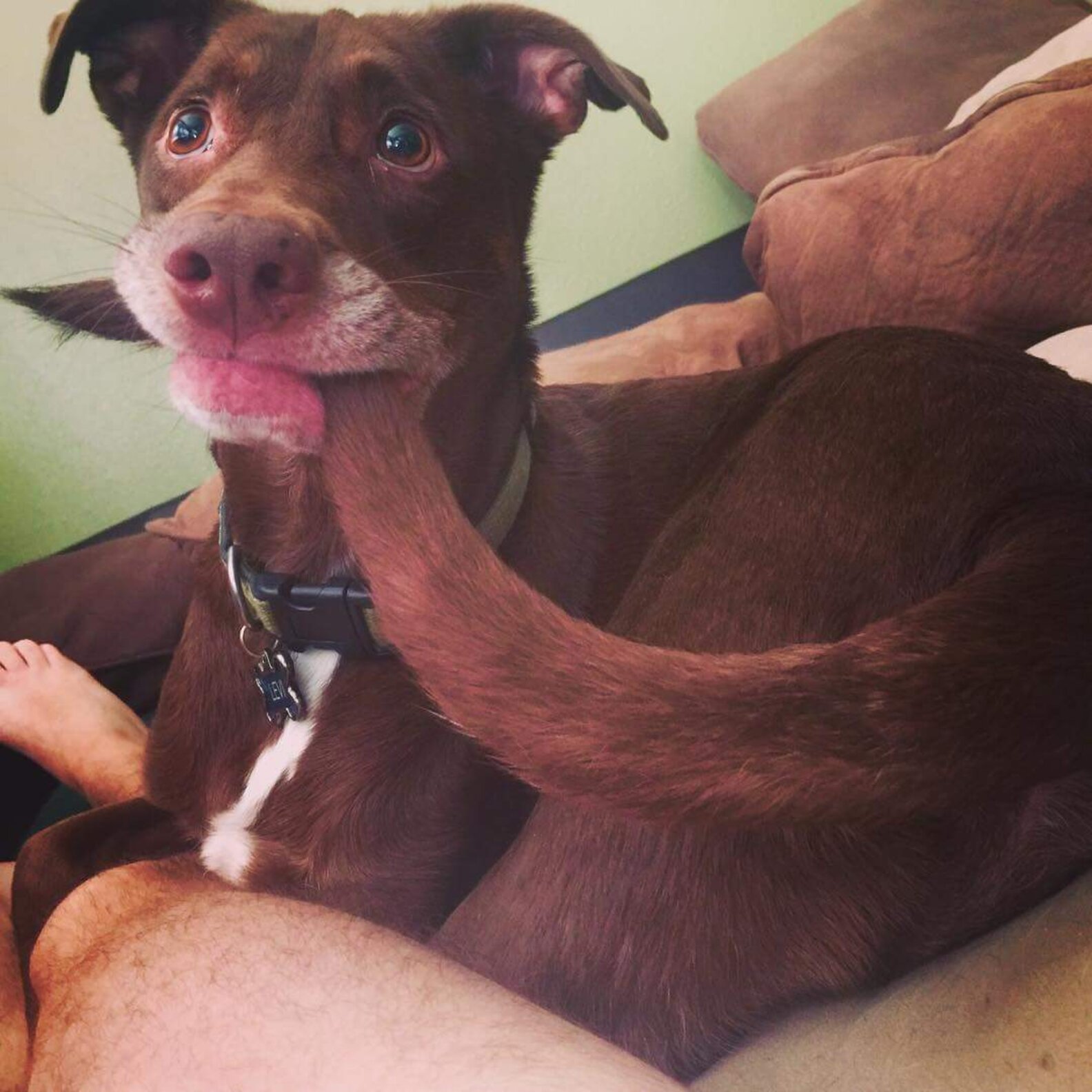 Кот грызет свой хвост. Кошачий хвост. Котёнок кусает свой хвост. Кот ест свой хвост. Прикольные хвостики собак.