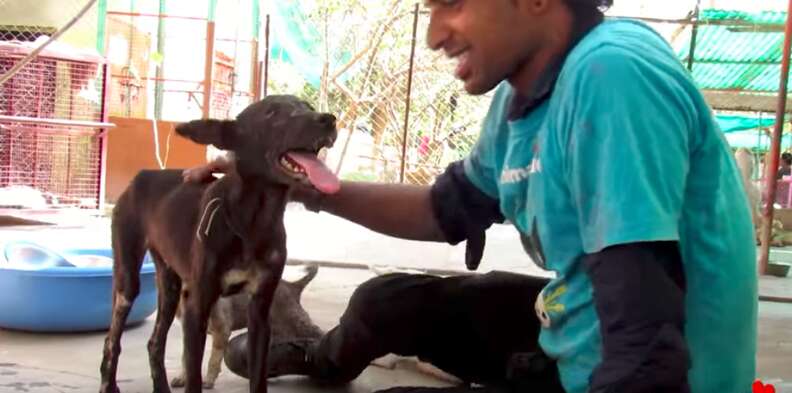 injured puppy cries for help