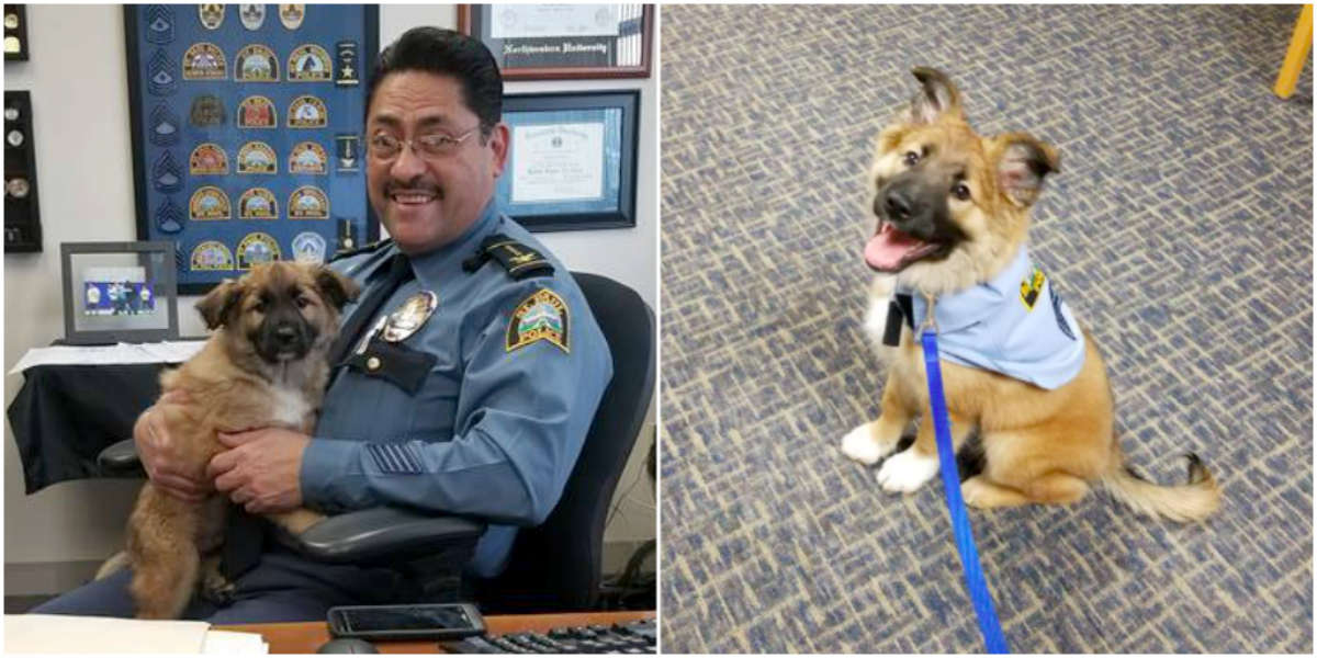 Rescue Puppy Hired As Cuddle Officer At Minnesota Police Department ...