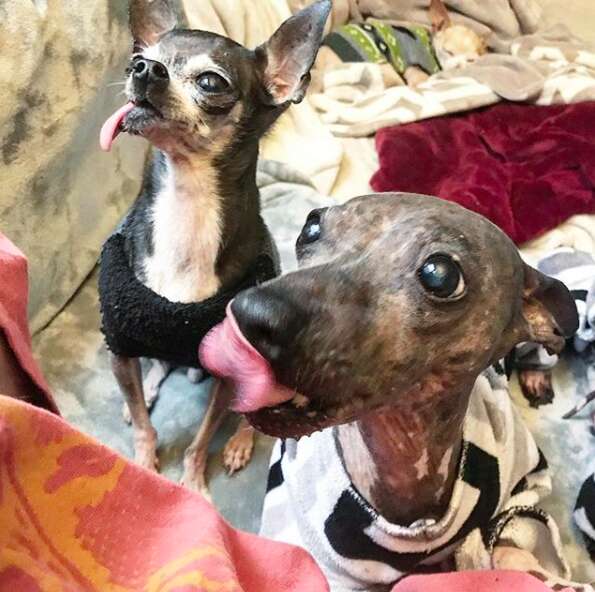 Dogs with tongues sticking out