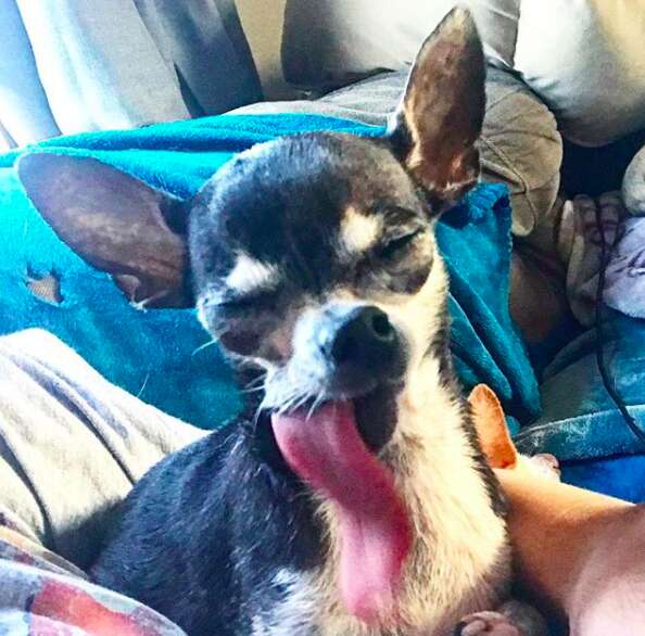 Chihuahua with tongue sticking out