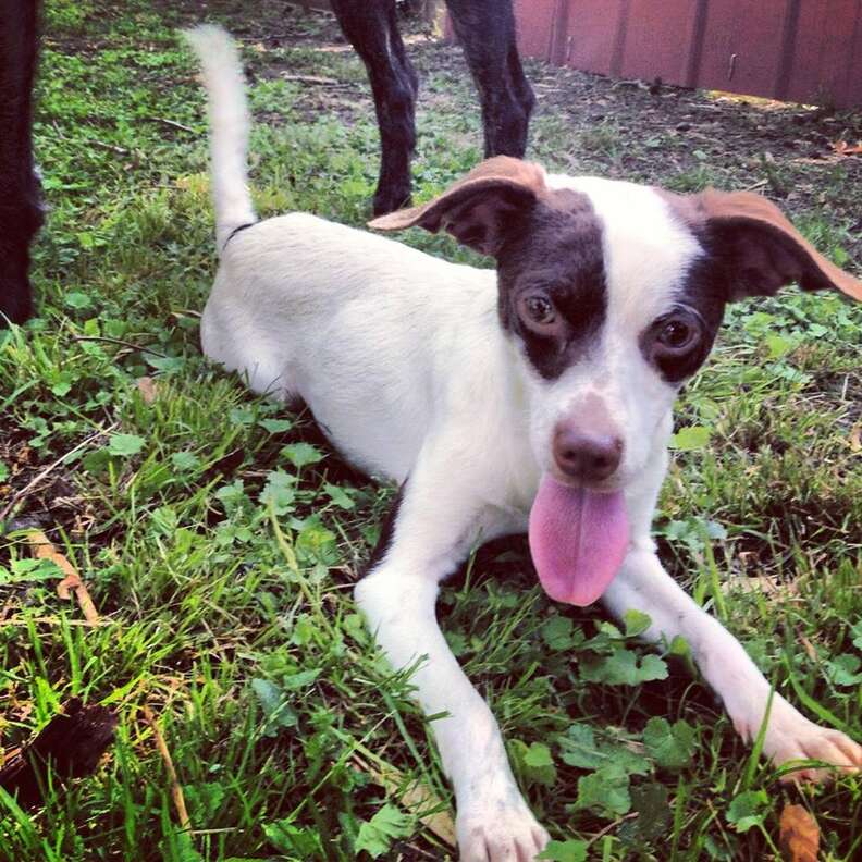 Special needs dog lying in grass