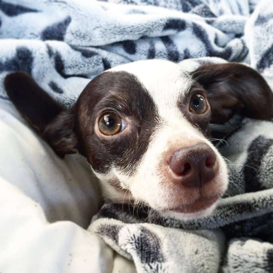 Dog snuggled up in blankets