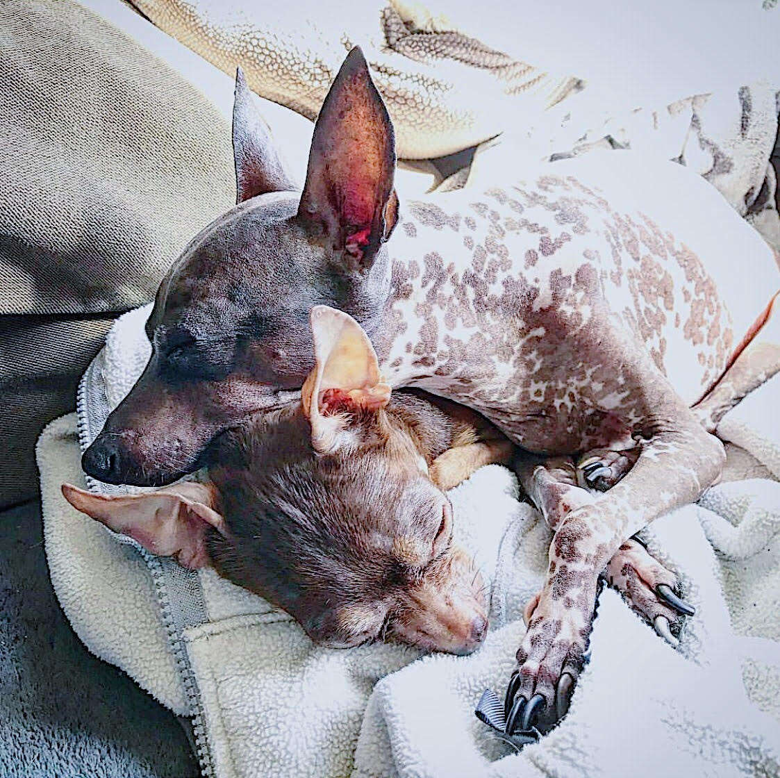 Dogs snuggling on bed